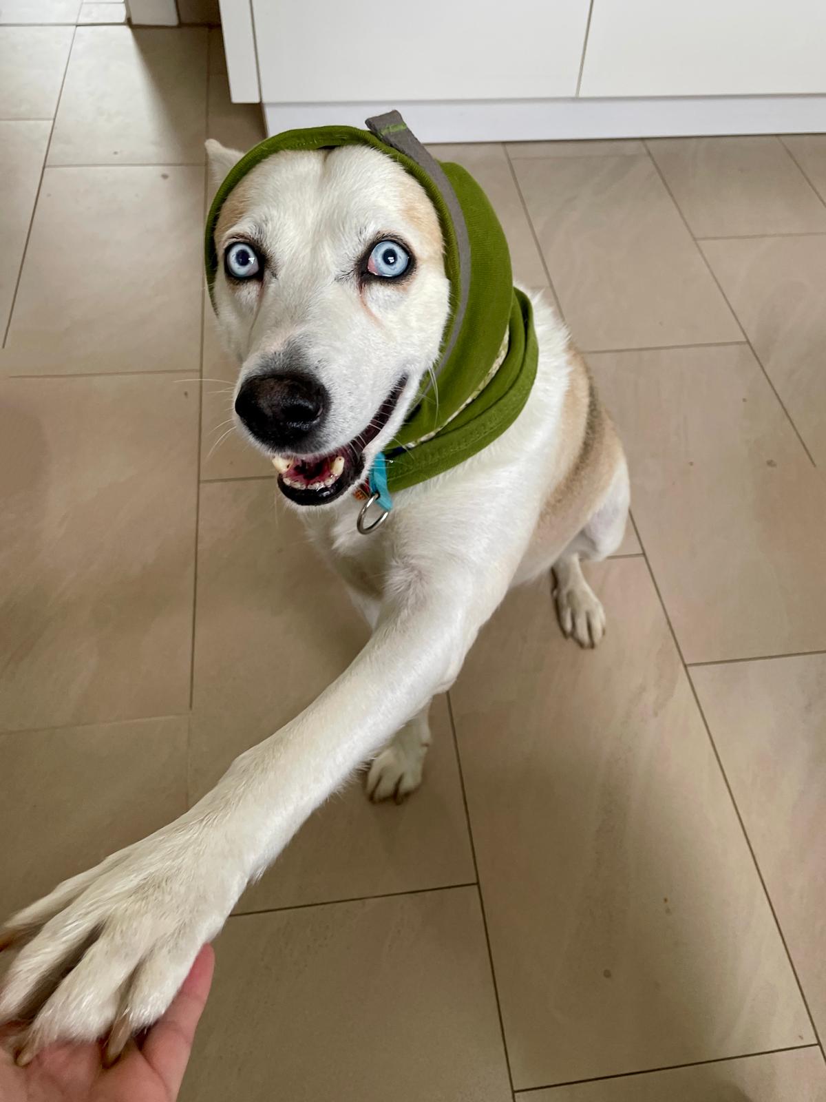 Hund mit Ohrenschutz von leolienchen-design