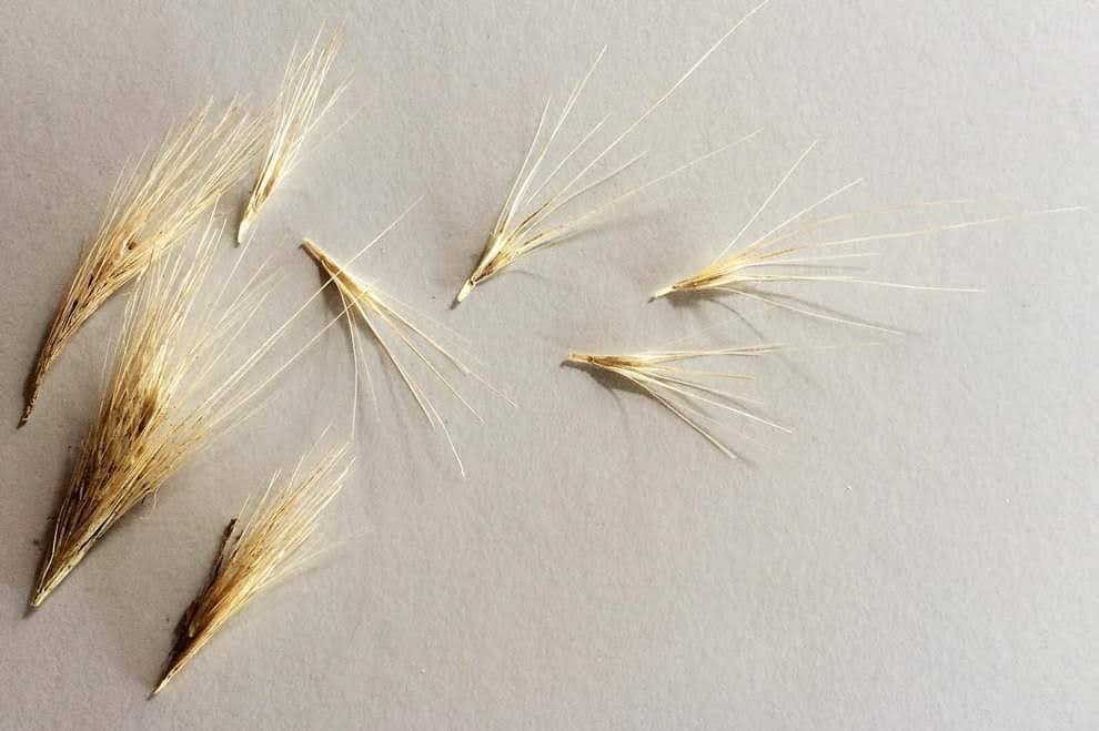 Hilfe bei Blutohr – Ohrrandnekrose beim Hund