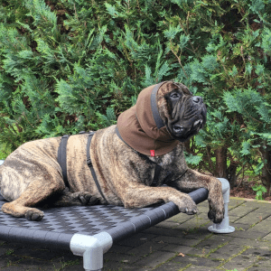 Mastiff mit Ohrbandage