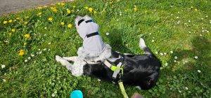 australian cattledog mit Ohrbandage