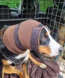 Entlbucher Sennenhund mit brauner Ohrbandage