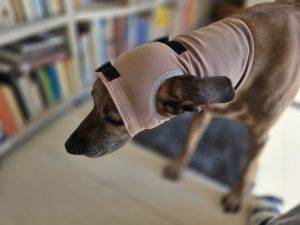 happy dog ear mit Ohraussparung links