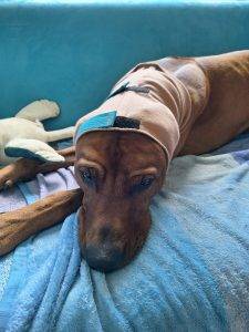 Rhodesian Ridgeback mit Maßanfertigung von leolienchen