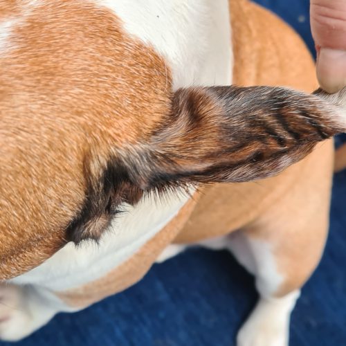 Anfang eines Blutohres beim Hund