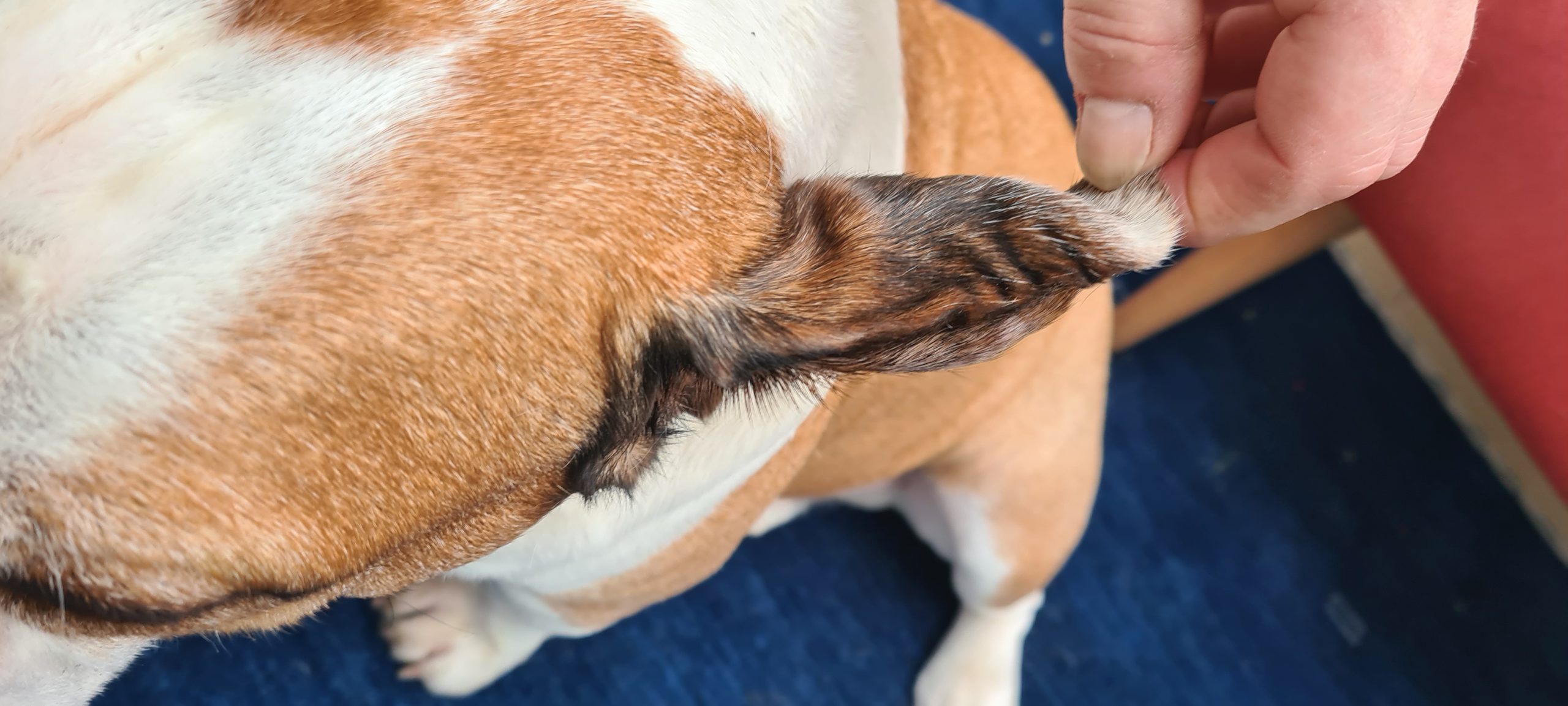 Thema Blutohr beim Hund