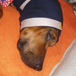 Maßanfertigung Kopf- Ohrverband beim Hund