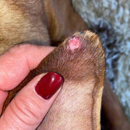 offene Ohrränder beim Hund