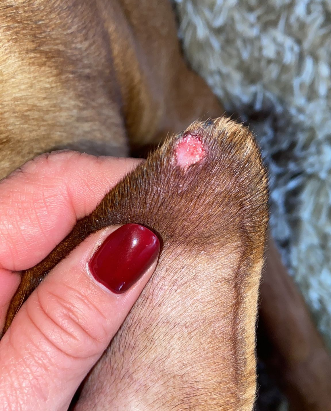 Wissenswertes zu Ohrrandnekrosen beim Hund