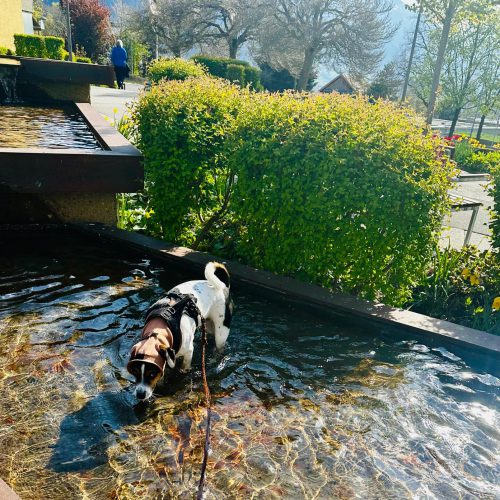 Auch ein Urlaub macht mit happy dog ear Ohrbandage Spaß.