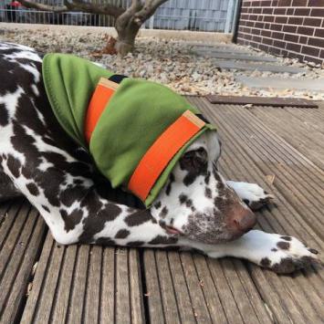 Dalmatiner Hazel mit-versteifter-Ohrbandage