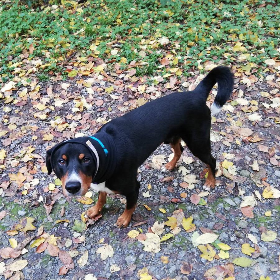 Entlebucher-Sennenhund