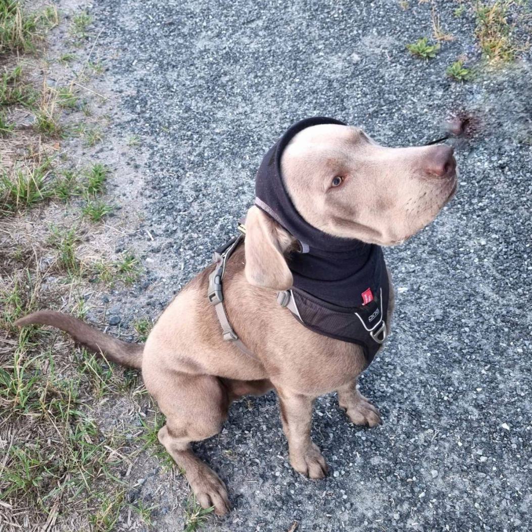 Labrador-mit-Versteifung