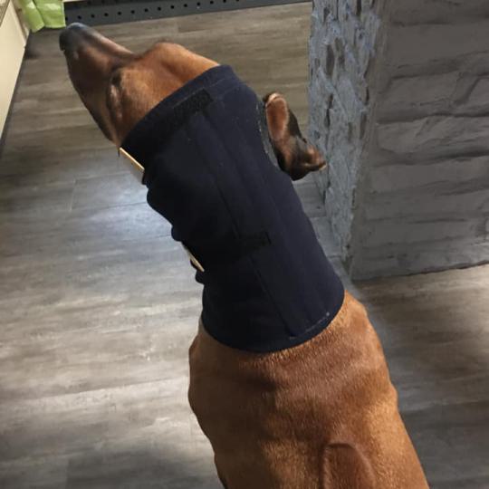 Ohrbandage-Dunkelblau-mit-Versteifung-1-ohr-raus-rechts