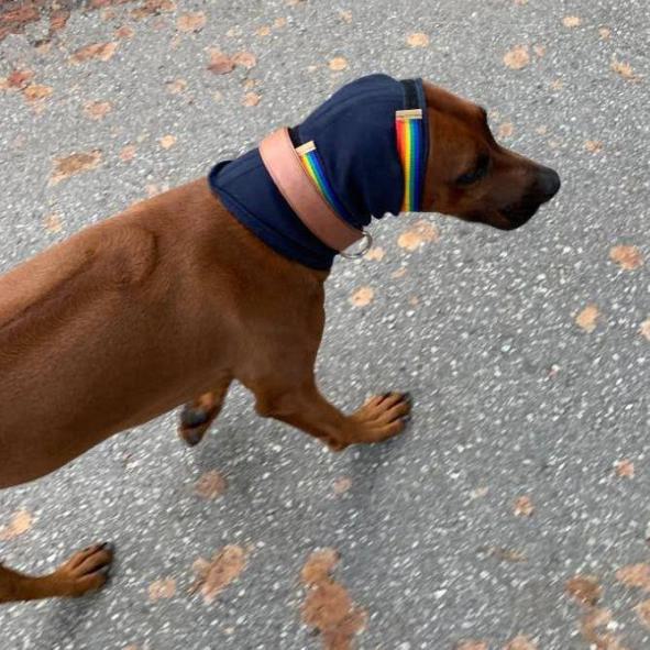 Taro-Rhodesian Ridgeback-Ohrrandnekrosen