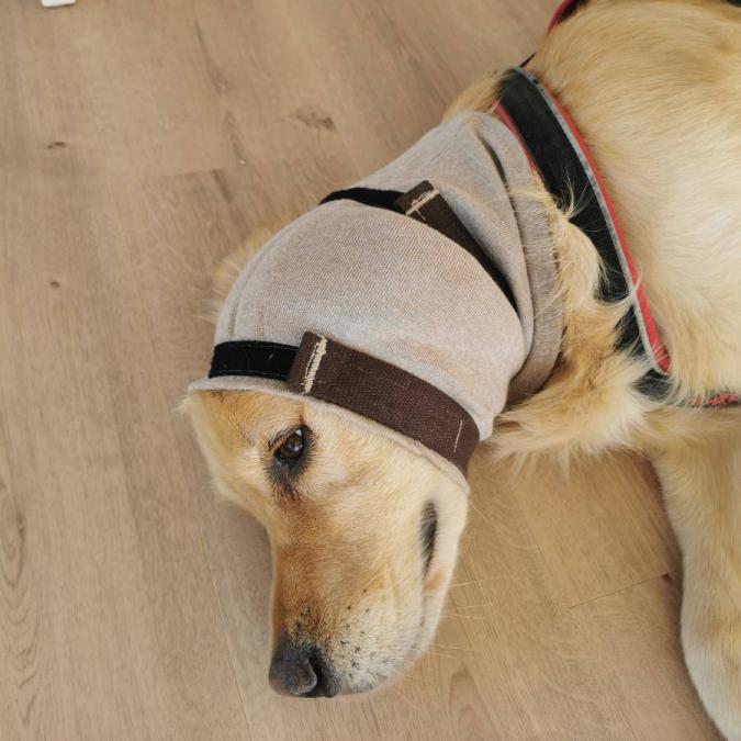 Xaver-golden-retriever-blutohr