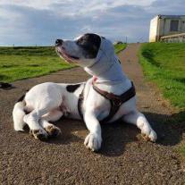 kamillo-Schottland-Jack Russell Dackel Mix