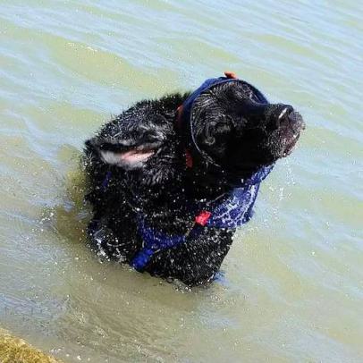 Wasserspaß mit happy dog ear