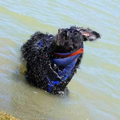 Hund mit Ohrbandage schuettelnd-im-Wasser