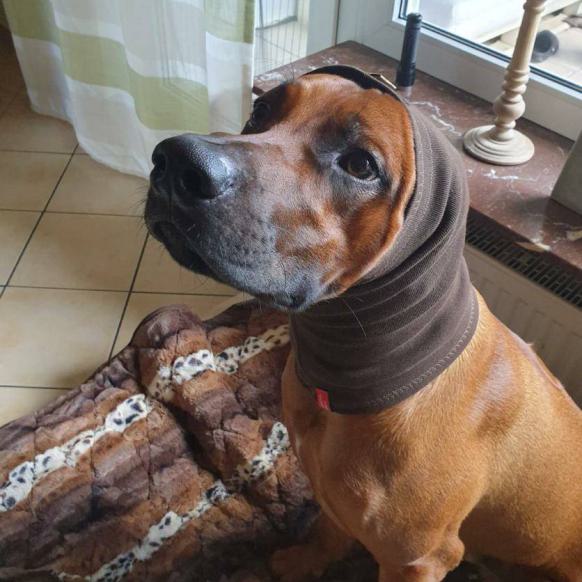 Ridgeback Rüde